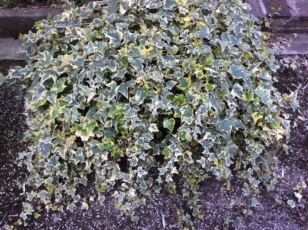 Tenuta Fagnani Lukka Pokój zdjęcie